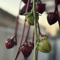 ローゼル,紅アオイ,ベニアオイ,roselle,アオイ科の画像