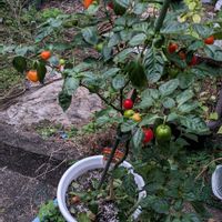 ハバネロの画像