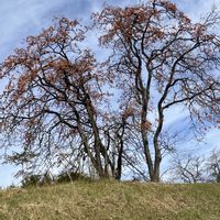 柿の木,柿の実,高台の畑,お出かけ先の画像