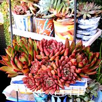 クリスマスイブ,ピンクルビー,エケベリア  クリスマスイブ,ダイソー,植物男子ベランダーの画像