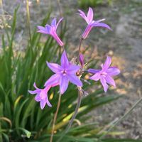 ツルバキア,散歩,iPhone撮影,キュンキュン乙女俱楽部no.108,もんもんチャンファンクラブの画像