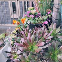 エリカ,ミニ葉牡丹,バコパ・コピア,パンジー・オレンジスライス,炎の鳳凰法師の画像