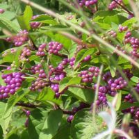 ガウラ,コムラサキの画像