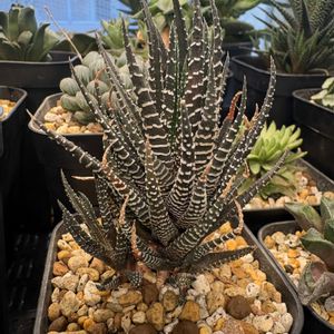 十二の巻,多肉植物,ハオルチア属,硬葉ハオルチア,水やりの画像