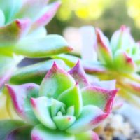 おひめ,多肉植物,紅葉（こうよう）,Love & Peace,ありがとう♡︎⸜( ´ ꒳ ` )⸝♡︎の画像