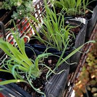 バニーテール,ラグラス,オバタスの画像