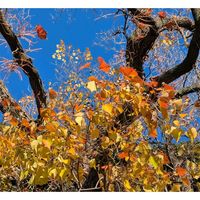 カラスウリ,サンシュユ,メタセコイア,ナンキンハゼ,クロガネモチの画像