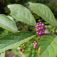 コムラサキ,ピンクの花,シソ科,筑波実験植物園の画像