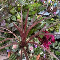 アリッサム,葉牡丹,コルジリネ,はな,ビオラ ミルフルの画像