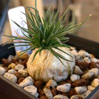 オーニソガラム,ビザール プランツ,多肉植物,ビザールプランツ,東向きベランダの画像