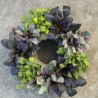 アジュガ,リングバスケット,小さな庭の画像