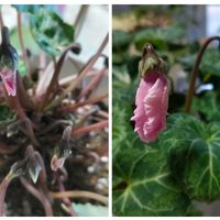 シクラメン,シャコバサボテン,シャコバサボテンの蕾,ユーフォルビアポリクロマ,ゲラニウム(フウロソウ)の画像