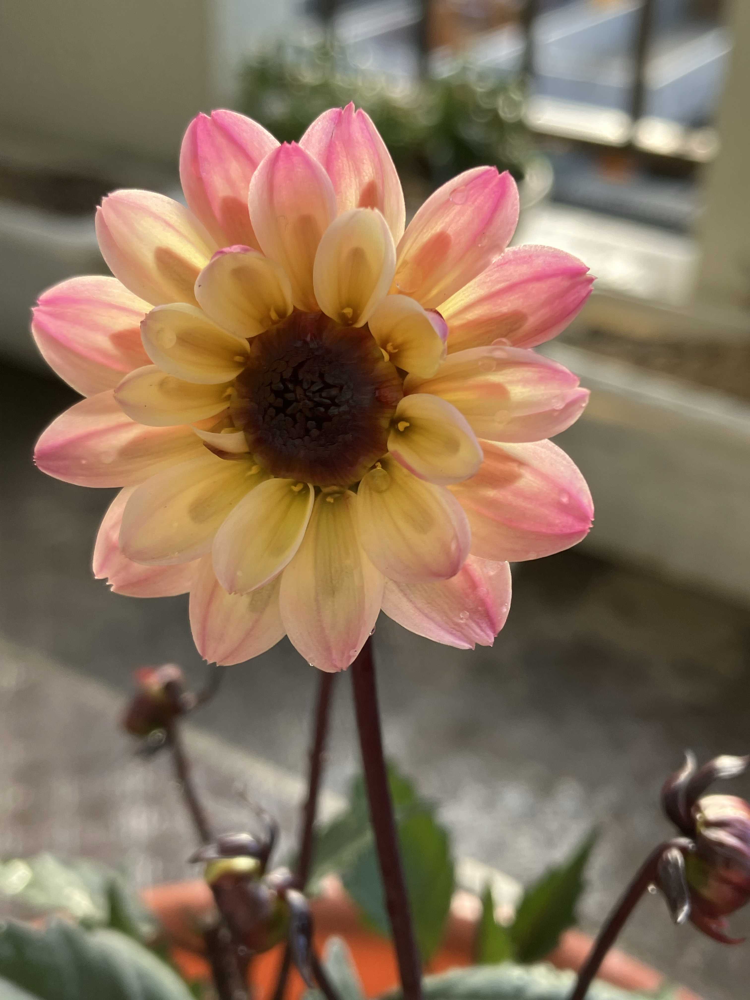 プチダリアの一覧｜🍀GreenSnap（グリーンスナップ）