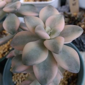 ガーデニング,癒し,花のある暮らし,緑のある暮らし,ハーブのある暮らしの画像