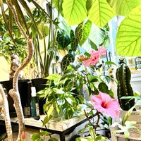 ドラセナ,ハイビスカス,モンステラ,エバーフレッシュ,柱サボテンの画像
