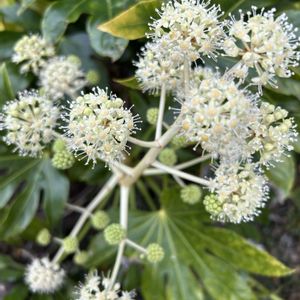 ヤツデの花♡,花が好き,無農薬❤家庭菜園,野菜が好き,庭の画像