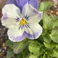 アゲラタム,アンゲロニア,シバザクラ,パンジー,ビオラの画像