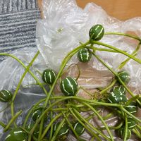 オキナワスズメウリの画像