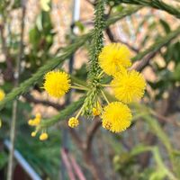 ミモザ,アカシア  ゴールデントップ,鉢植え,ガーデニング,成長記録の画像