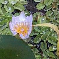 熱帯スイレン,温室の画像