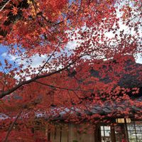 モミジ,紅葉（こうよう）,宇治川の画像