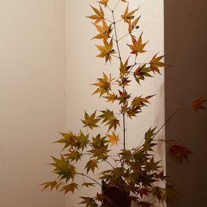 モミジ,信楽焼,iPhone撮影,階段/廊下の画像