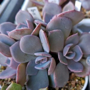 ダスティーローズ,多肉植物,子株,エケベリア属,多肉女子の画像