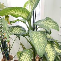 ディフェンバキア,観葉植物,happy♡,❤️癒されて,幸せにな〜る◡̈❁の画像