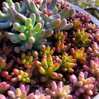 オーロラ,虹の玉,恋心,多肉植物,多肉寄せ植えの画像