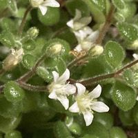 ブロウメアナ,多肉植物,リビング,花のある暮らし,私の癒しの画像