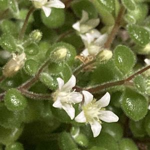 ブロウメアナ,多肉植物,リビング,花のある暮らし,私の癒しの画像