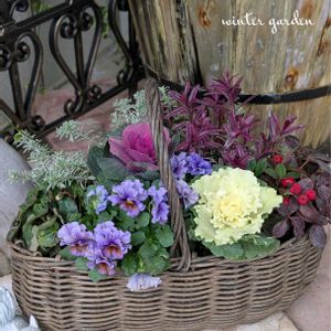 パンジー,ガーデンシクラメン,葉牡丹,チェッカーベリー,フリル咲きパンジーの画像