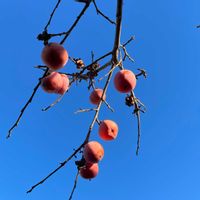 フェイジョア,柚子,柿,枸杞（くこ）の実,実のなる木の画像