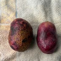 チマサンチュ,チマサンチュ,サニーレタス,サニーレタス,ムベの実の画像