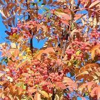 ナナカマドの画像