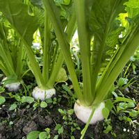 レタス,大根,カブ,ブロッコリー,芽キャベツの画像