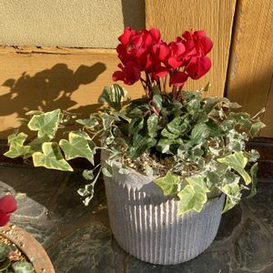 寄せ植え,軒下,花のある暮らし,ガーデンシ クラメン,玄関アプローチの画像