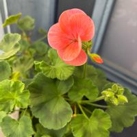 ゼラニウム,ヒヤシンス,アナベル,庭の様子の画像