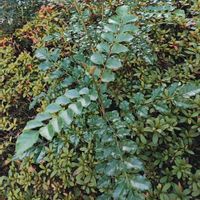 シマトネリコの画像