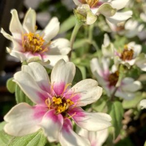 ジニア,ローズマリー,紅葉,イチョウ,剪定後の画像