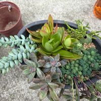 グリーンネックレス,ルビーネックレス,火祭り,ビアホップ ,パリダムの画像