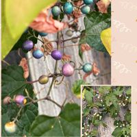 ヤマラッキョウ,リコリス,ブラシの木,ノブドウ,花のある暮らしの画像