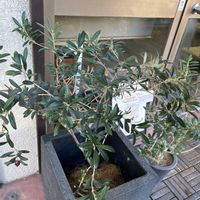 オリーブの画像