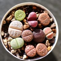 リトープス,リトープス,多肉植物,リトープス属,リトープス丼の画像