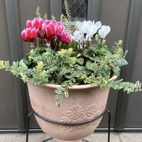 ロニセラ,ガーデンシクラメン,カルーナ,ロータスブリムストーン,ロニセラ　ホワイトマジックの画像