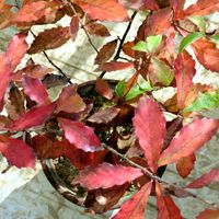 コナラ,鉢植え,紅葉（こうよう）,ドングリの木,ブナ科の画像