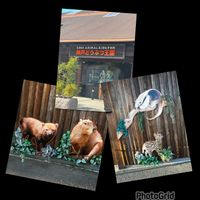 蓮の花,ブラシの木,神戸どうぶつ王国,初めて,番外編の画像