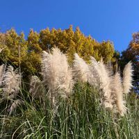 パンパスグラスの画像