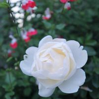 キク,ケヤキ,ケヤキ,チェリーセージ,バラの画像