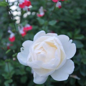 キク,ケヤキ,ケヤキ,チェリーセージ,バラの画像